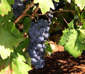 PFC-vineyards-grapes