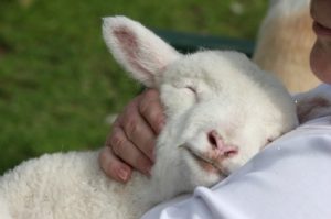 Baby Sheep