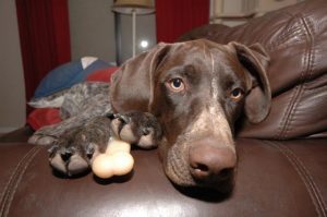 couch-potato